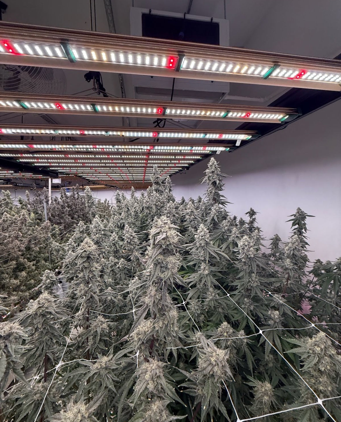 Seeds or Clones? What is Better?