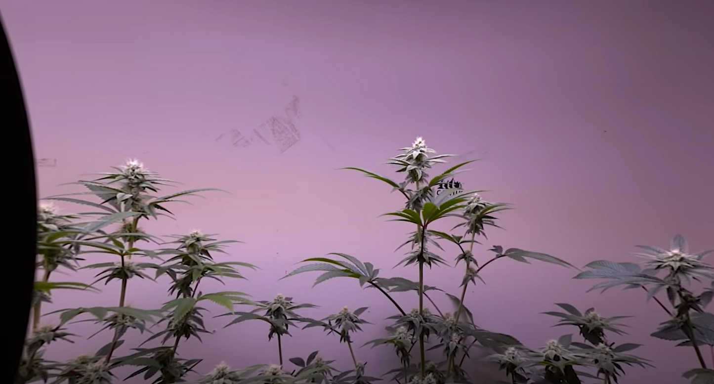 Phenohunting Prize Cannabis Genetics