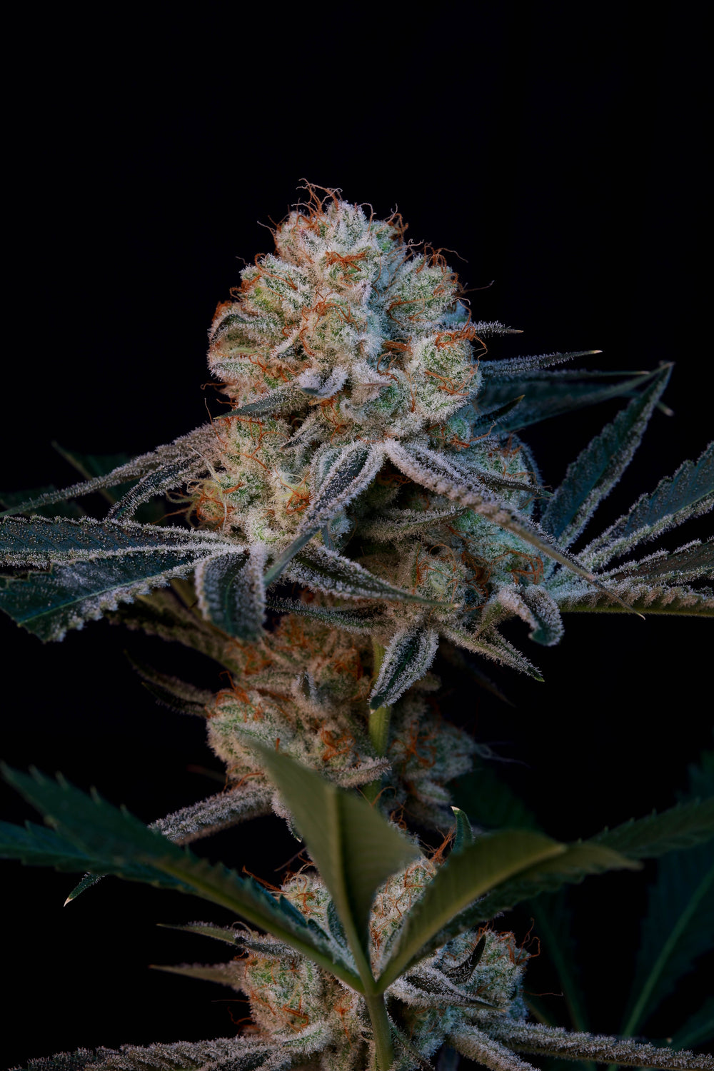 Cobra Chi 9 Cannabis Clone Limited - BeLeaf Genetics – PHENOHUNT