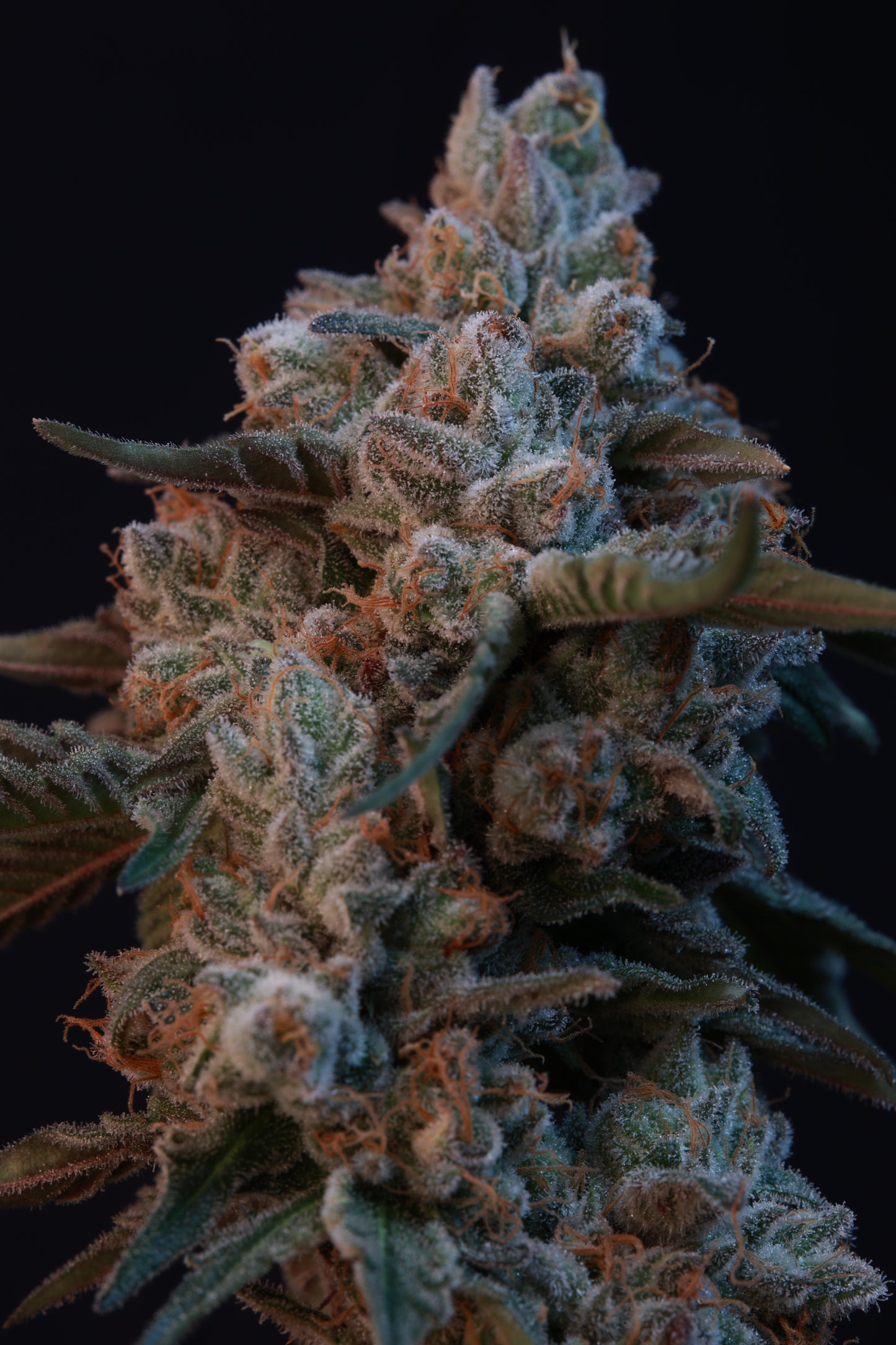 Pirate Pie Clones Tiki Madman Genetics