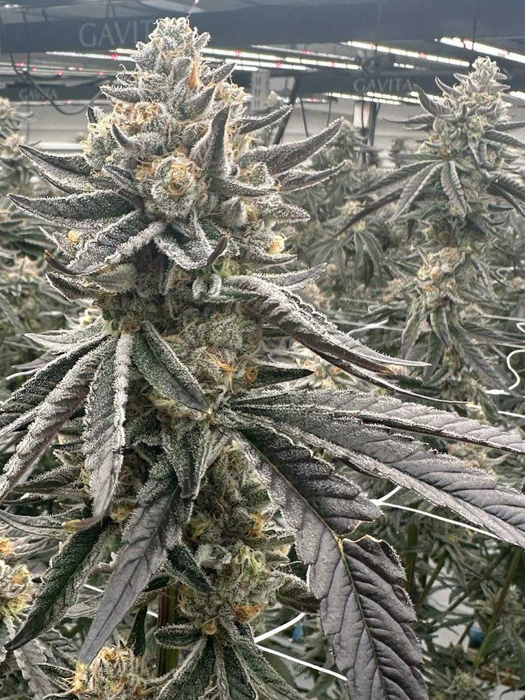 Clones – PHENOHUNT