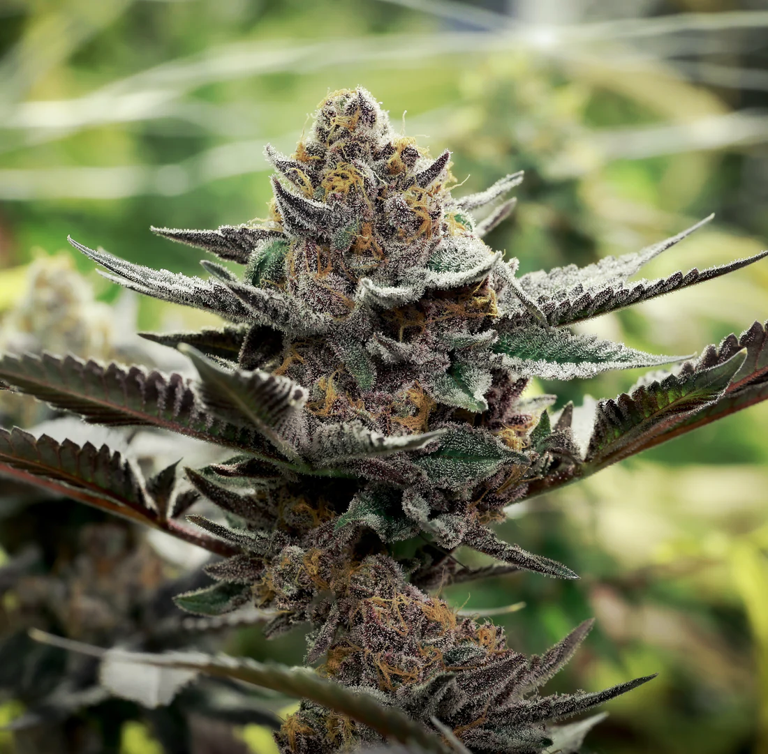 
                  
                    Caked Up Candy Clone - Relentless Genetics
                  
                