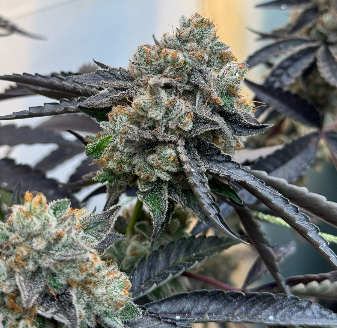 Authentic Genetics Specialty Genetics – PHENOHUNT
