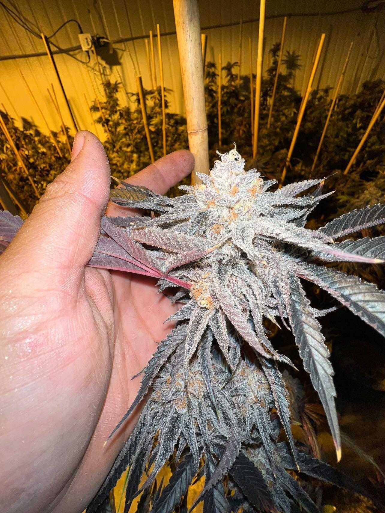 
                  
                    Number 34 (#34) Clone
                  
                