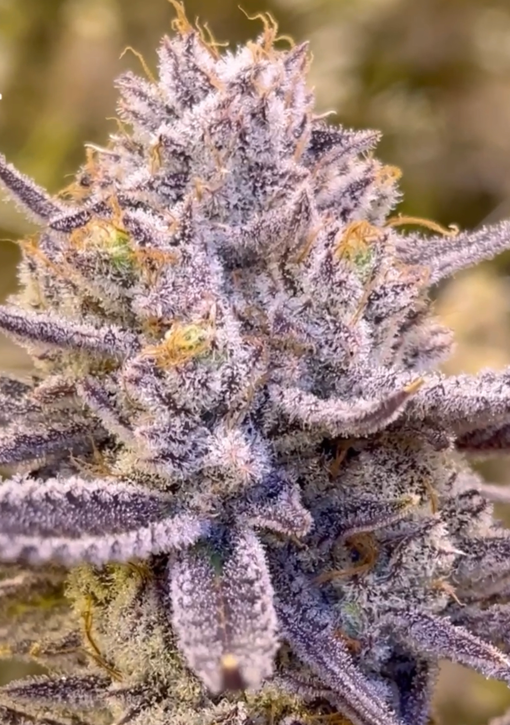 Oklahoma Coma Clone