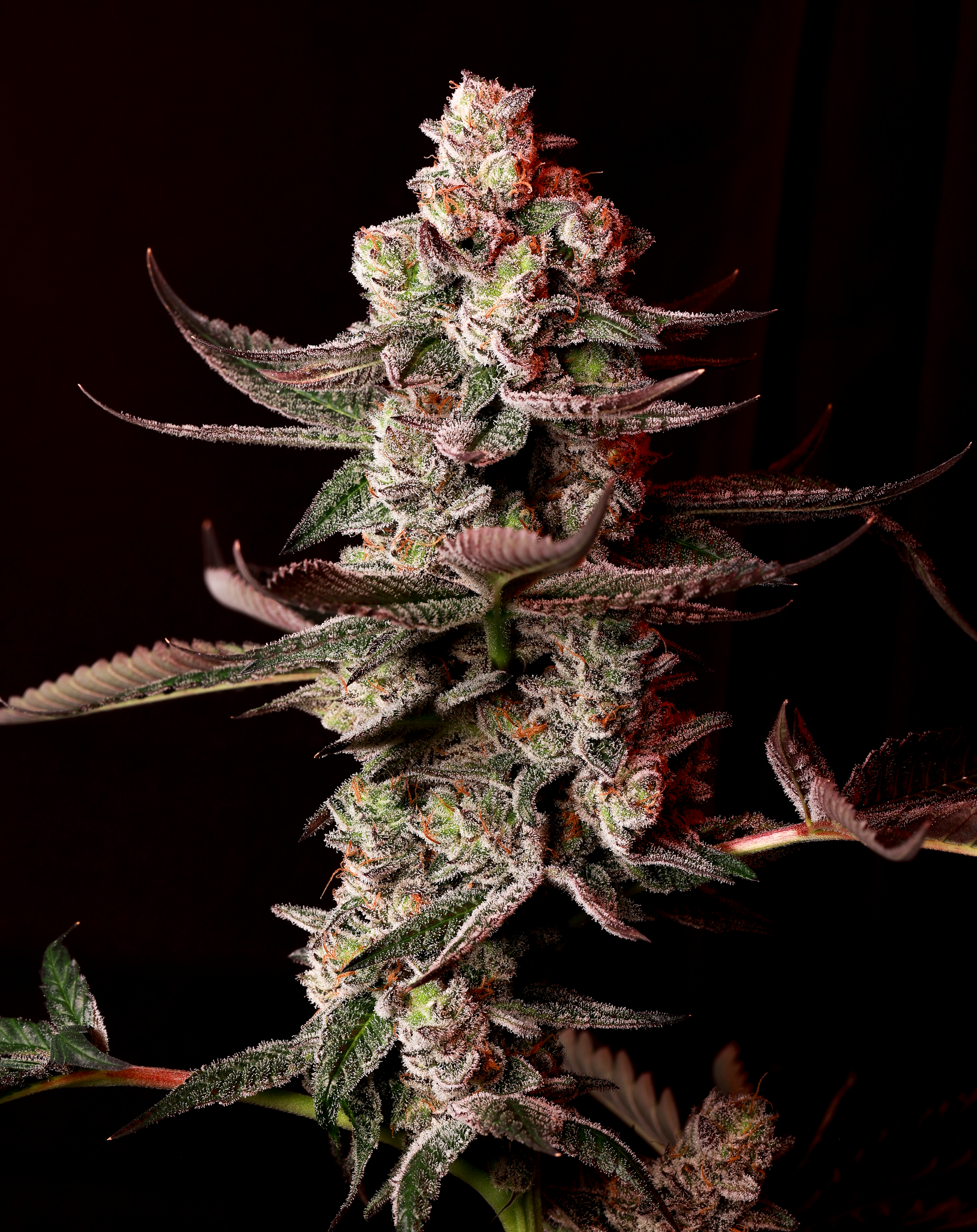 Phenohunt - Professional Quality Clones Delivered Anywhere in the US ...
