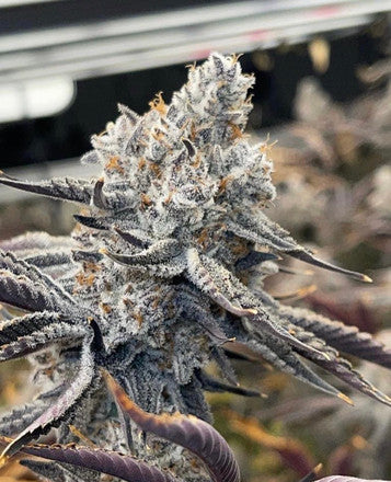 Cap Junky Clone - Capulator / Seed Junky Genetics – PHENOHUNT